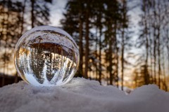20210320_Forest_Lensball_2