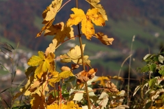 20161029_IMG_0405 20161029_IMG_0405