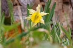 20170324_Blume_1