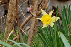 20170324_Blume_2