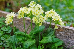 20170405_Schluesselblumen