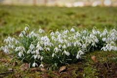 Schneegloeckchen 2020
