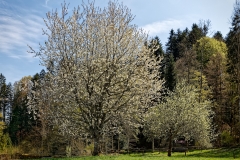 20200417_Kirschbaum