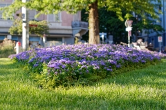 20170610_Flower_Oasis
