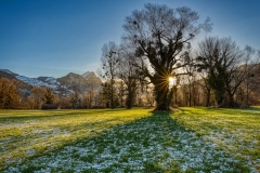 20190312_Sonnenaufgang_Weesen_Baum 20190312_Sonnenaufgang_Weesen_Baum