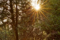 20190806_Nice_Colline_du_Chateau_Sunlight_Trees