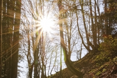 20180419_Atzmaennig_Wald