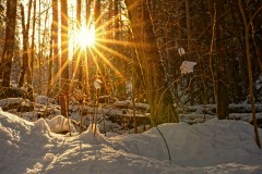 20210320_Forest_Evening_Sun