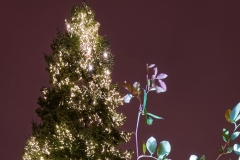20180106_Zuerich_Weihnachten_3 20180106_Zuerich_Weihnachten_3